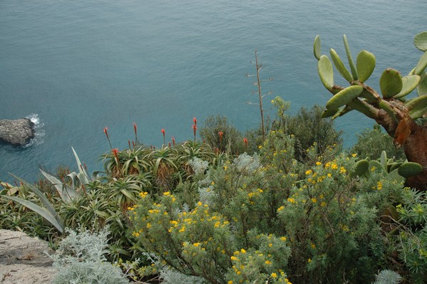 Wild Flowers